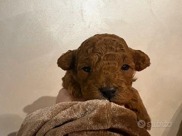 Cuccioli di barbone toy con pedigree ENCI