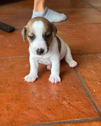Jack Russel terrier