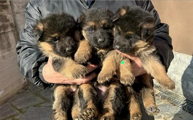 Cuccioli di pastore tedesco