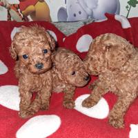 Cuccioli di barboncino