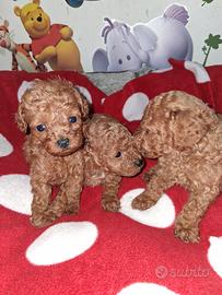 Cuccioli di barboncino