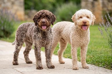 Splendidi Cuccioli di Lagotto Romagnolo