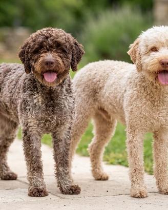 Splendidi Cuccioli di Lagotto Romagnolo