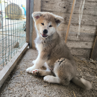 Cuccioli di Akita inu