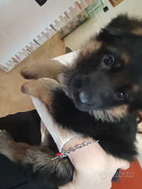 Cucciola pastore tedesco