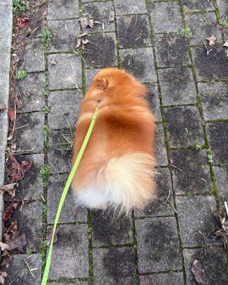 Spitz volpino pomerania Toy ORANGE Pedigree