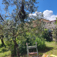 Sciami api ligustica