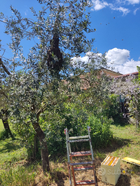 Sciami api ligustica