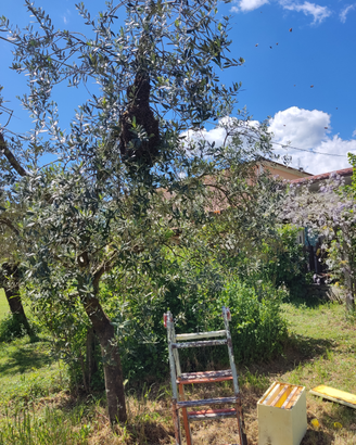 Sciami api ligustica