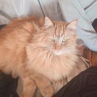 Norvegese delle foreste