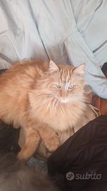 Norvegese delle foreste