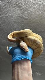 Pitone Reale con teca