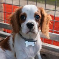 Cavalier king 21 mesi