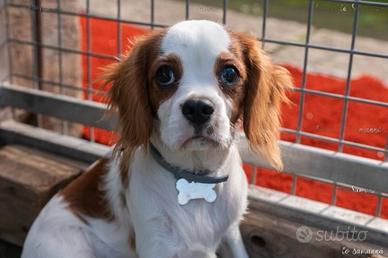 Cavalier king 21 mesi