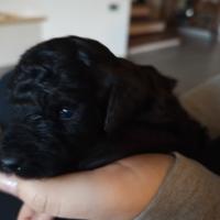 Cuccioli di barboncino nano