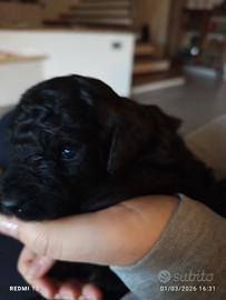 Cuccioli di barboncino nano