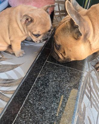 Bulldog francese