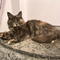 Cuccioli maine coon incanto-pronti a conquistarti