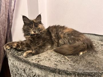 Cuccioli maine coon incanto-pronti a conquistarti