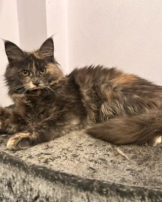 Cuccioli maine coon incanto-pronti a conquistarti