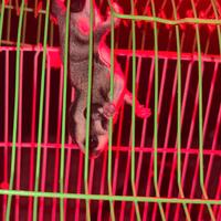 Petauro dello zucchero/scoiattolo volante