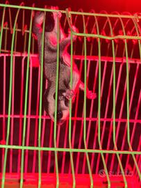 Petauro dello zucchero/scoiattolo volante