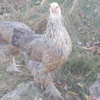 Giovani brahma femmine