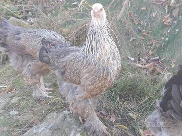 Giovani brahma femmine