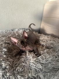 Cucciolo Sphynx