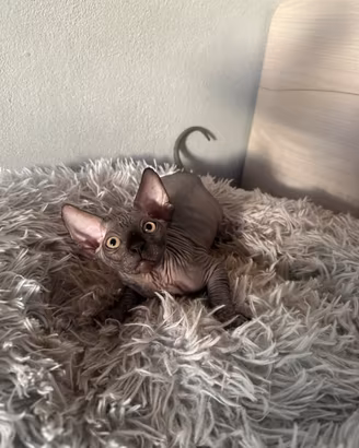 Cucciolo Sphynx