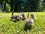 Immagine 11