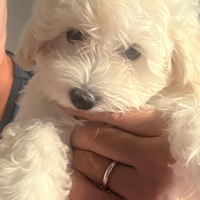Disponibili cuccioli di maltipoo