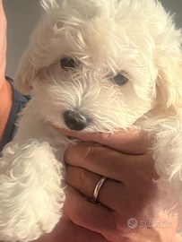 Disponibili cuccioli di maltipoo