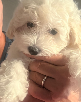 Disponibili cuccioli di maltipoo