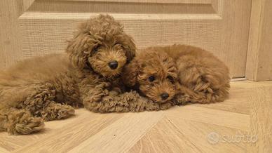 Barboncini ultimi rimasti