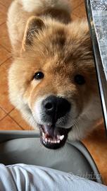 Cucciolo di Chow Chow