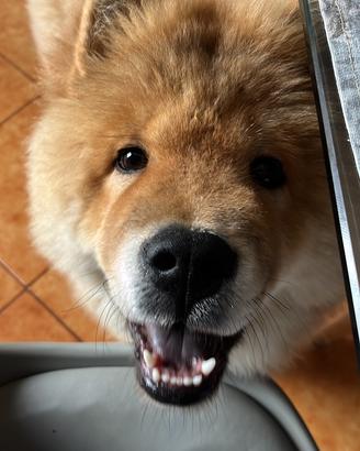 Cucciolo di Chow Chow