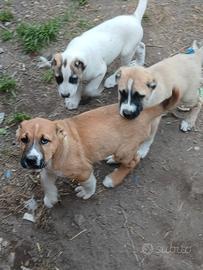 Cuccioli Asia centrale