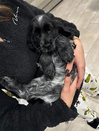 Cucciola di cocker spaniel