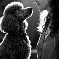 Prenotazioni cuccioli barboncini toy red