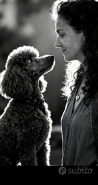 Prenotazioni cuccioli barboncini toy red