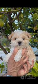Maltipoo