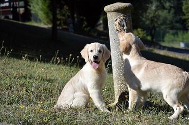 Cuccioli Golden Retriever