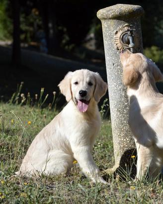 Cuccioli Golden Retriever