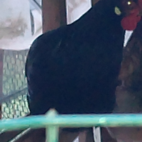 Giovani galline 10 mesi