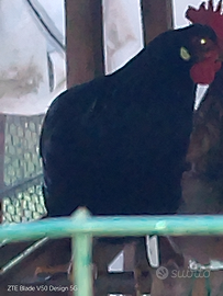 Giovani galline 10 mesi