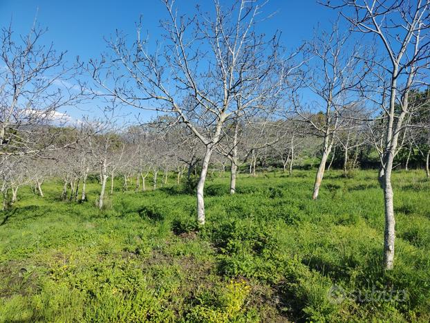 Terreno agricolo Monteverde