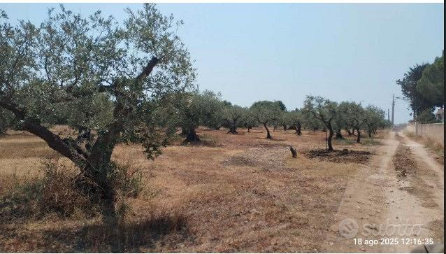 Tribunale di Marsala - RG 66/2025 Terreno in asta - Vista 5