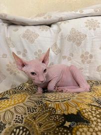Sphynx Disponibile
