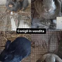 Conigli nani